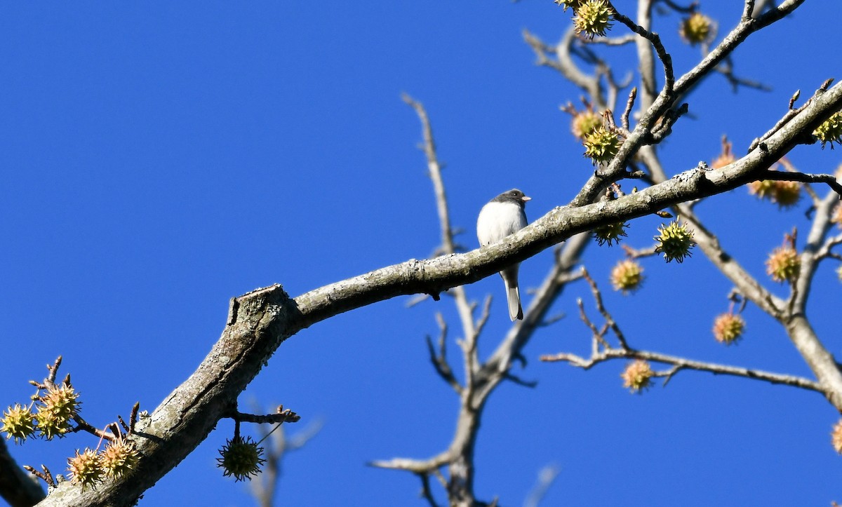 Dark-eyed Junco - ML387949411