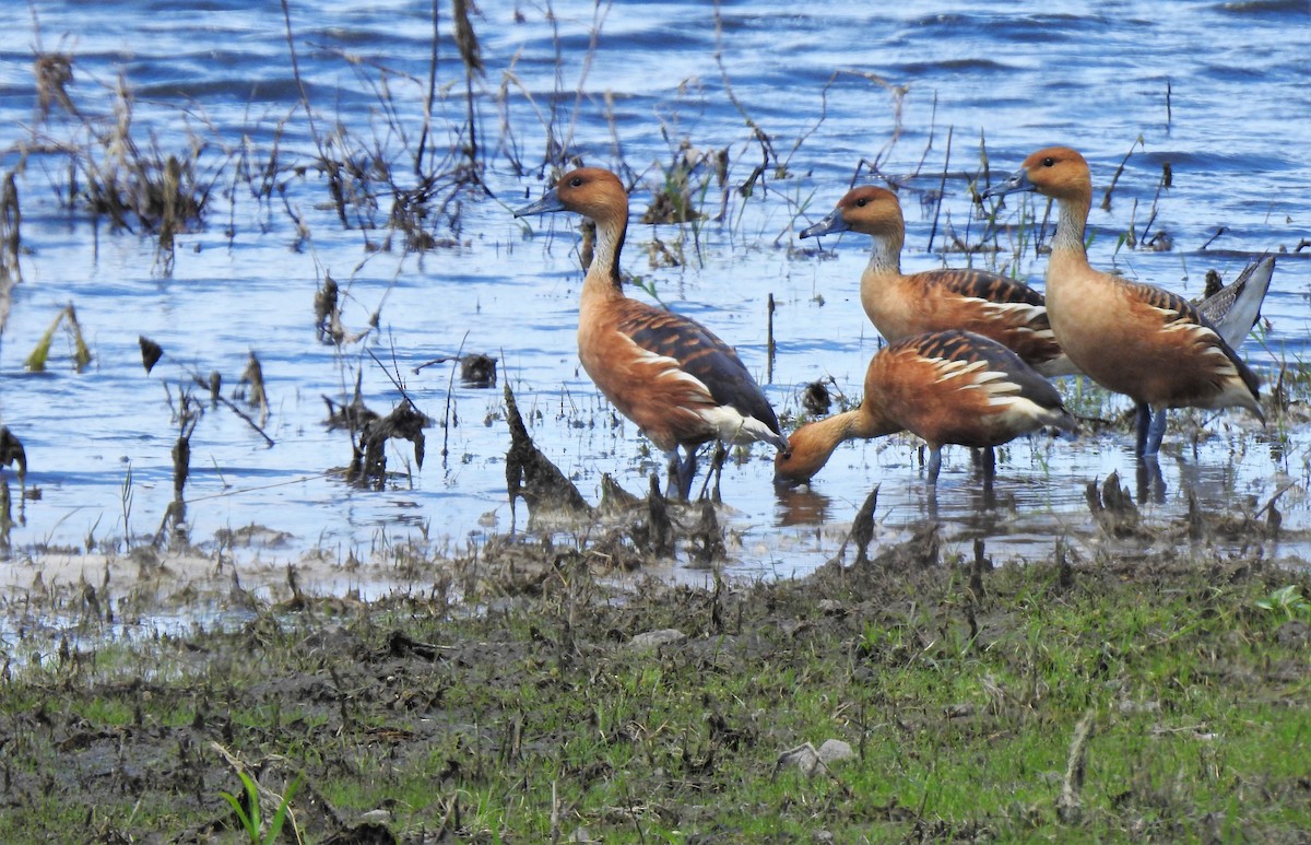 Fulvous Whistling-Duck - ML387949541