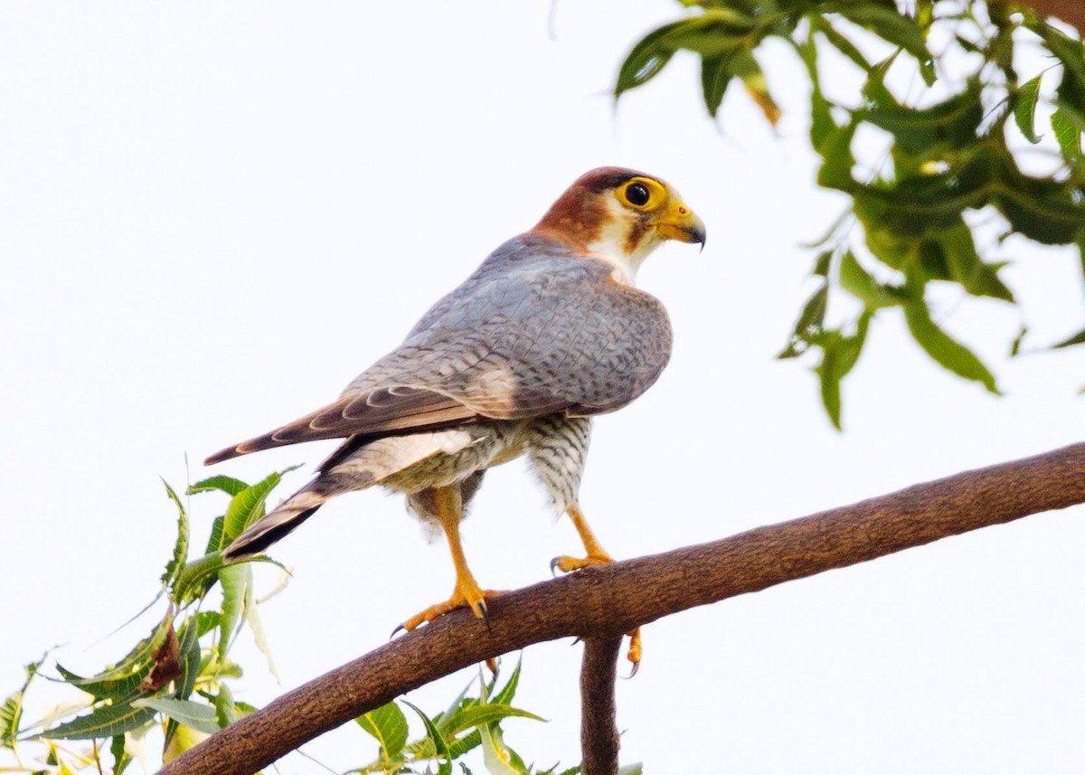 Red-necked Falcon - ML38794971