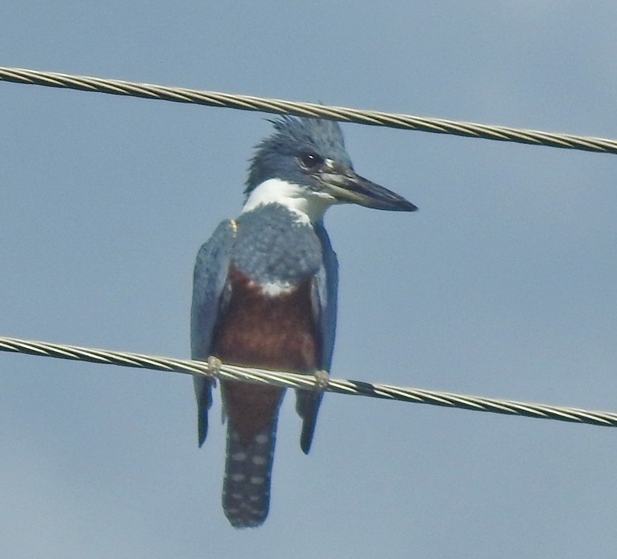 Ringed Kingfisher - ML387950321