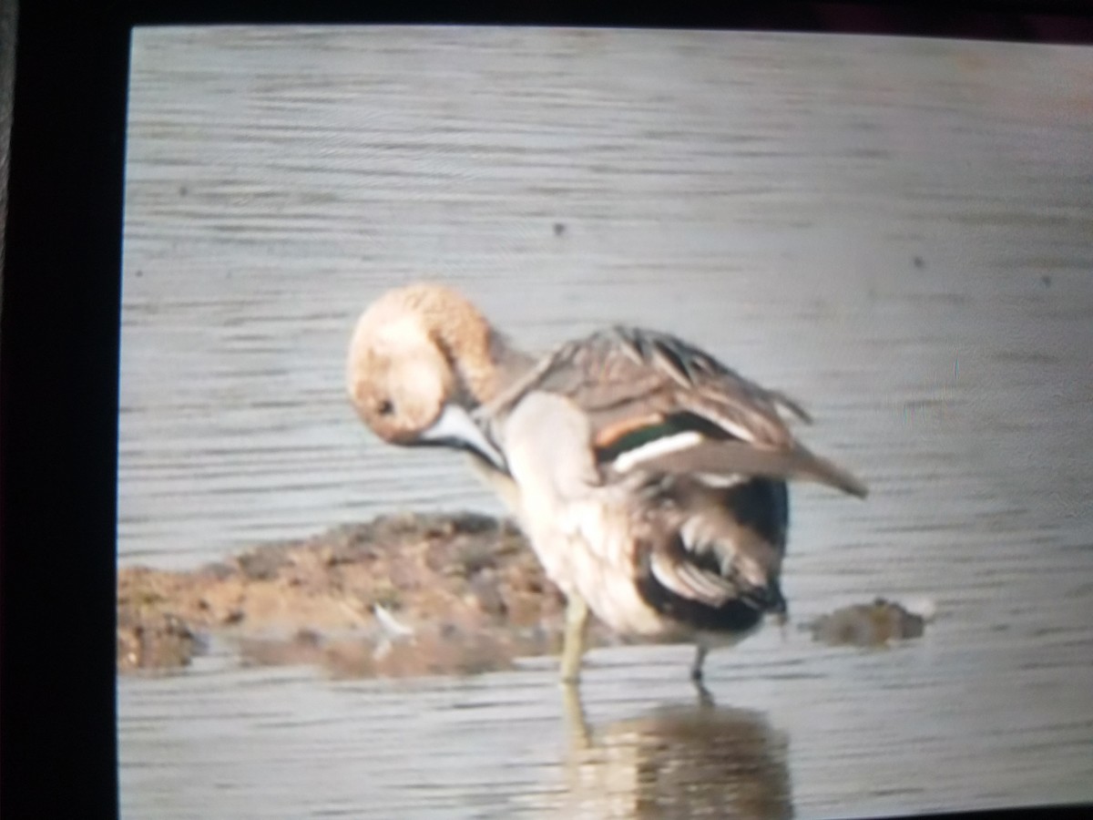 Northern Pintail - ML387950581