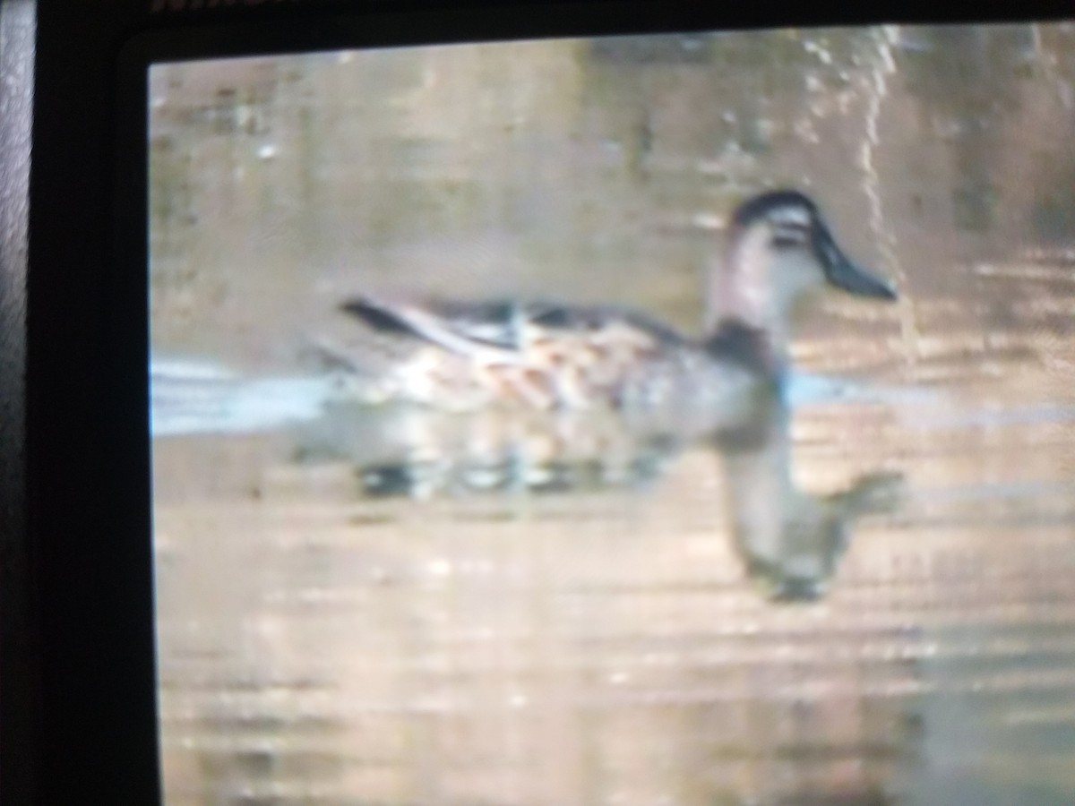 Garganey - ML387950751