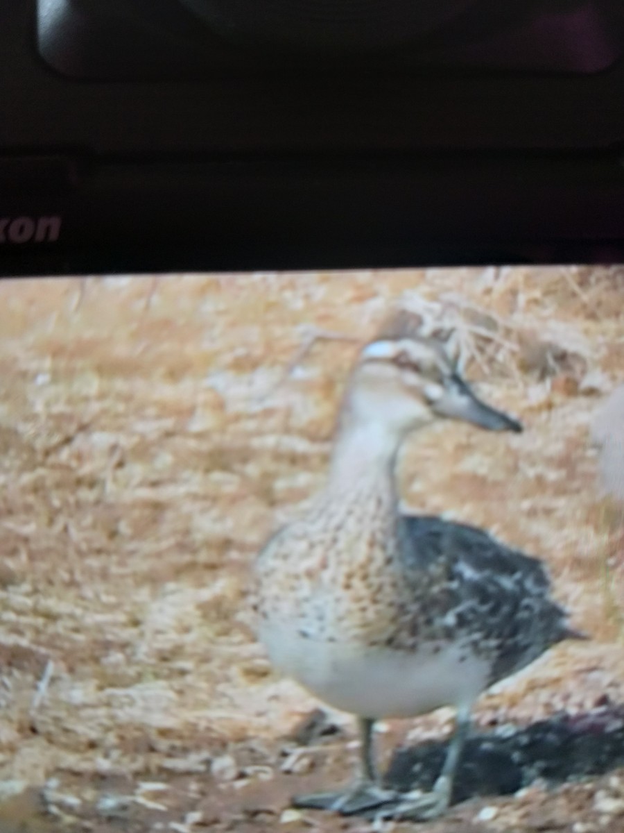 Garganey - ML387950771