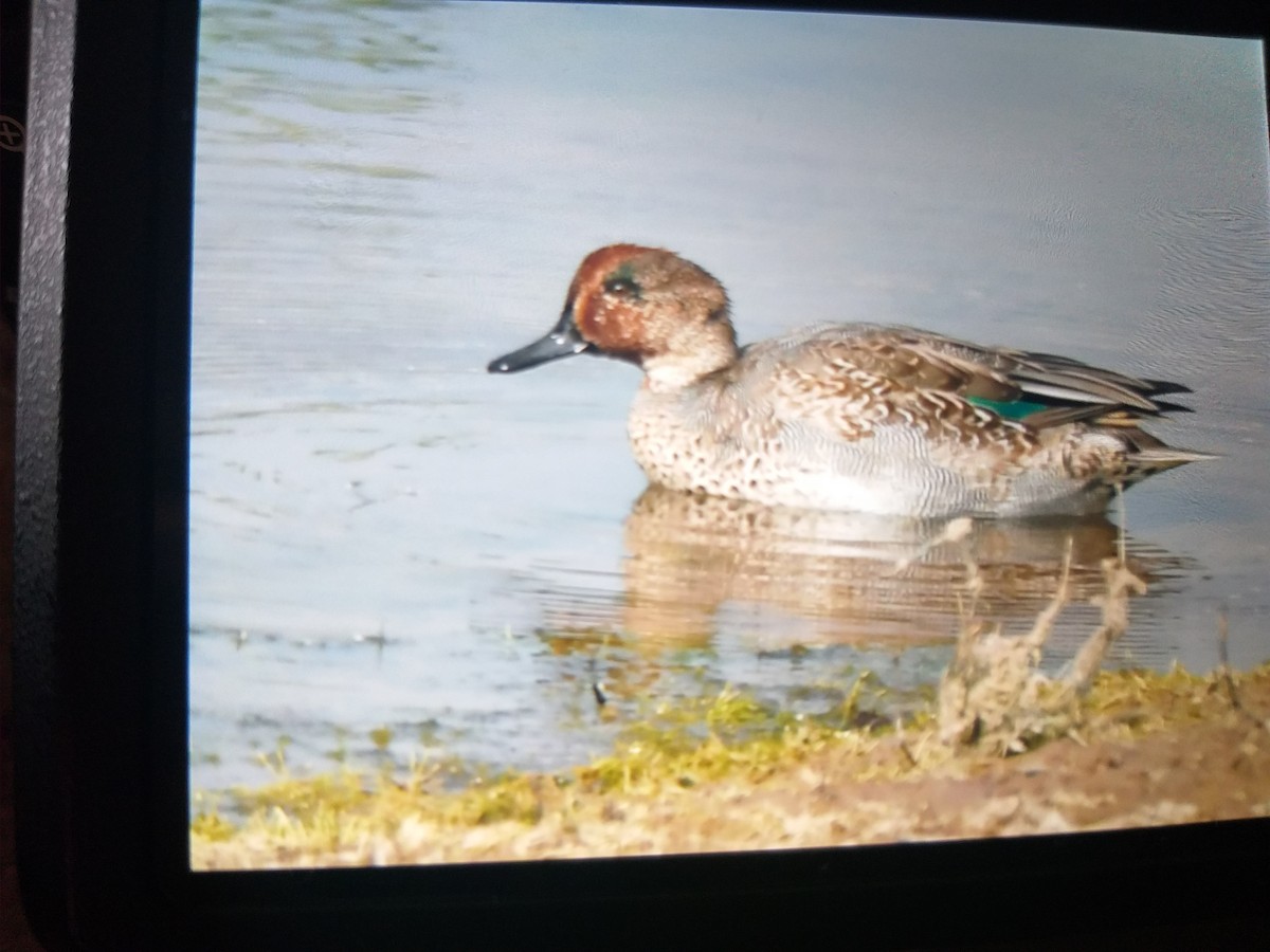 Green-winged Teal - ML387950991