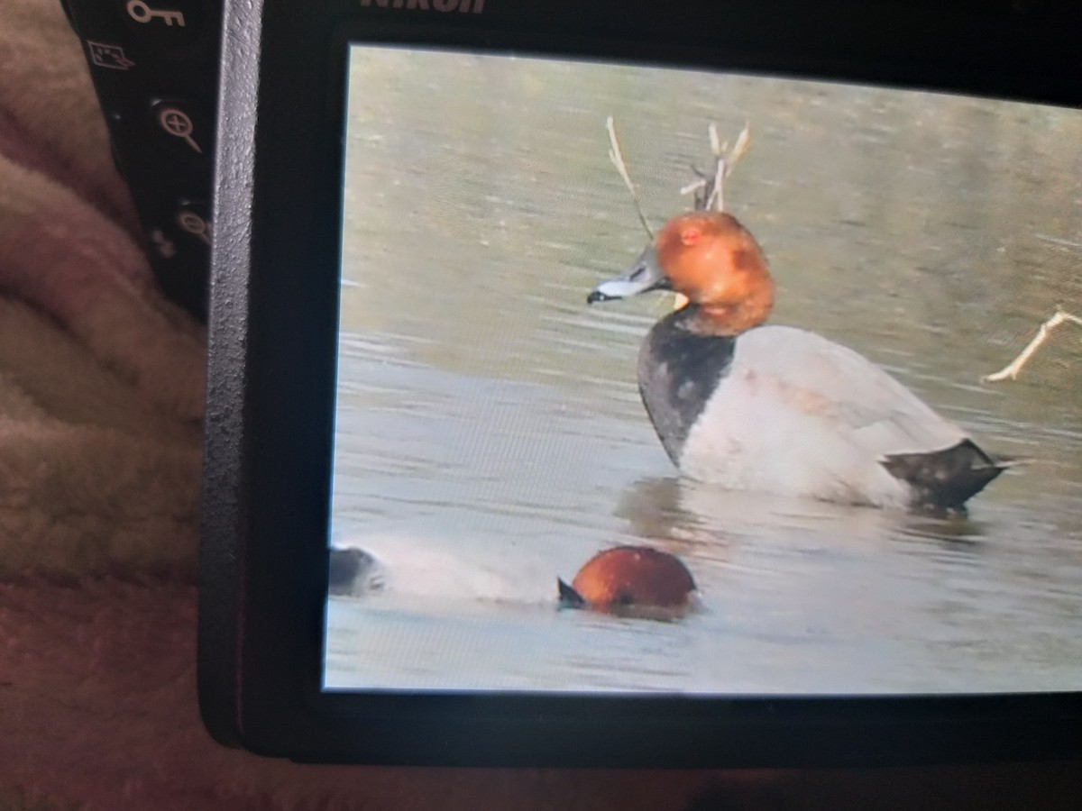 Common Pochard - ML387951031