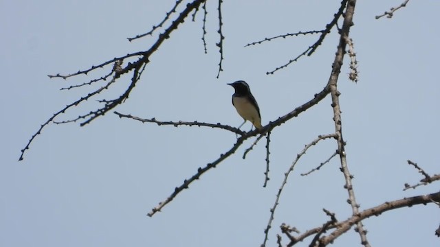 Pied Wheatear - ML387951131