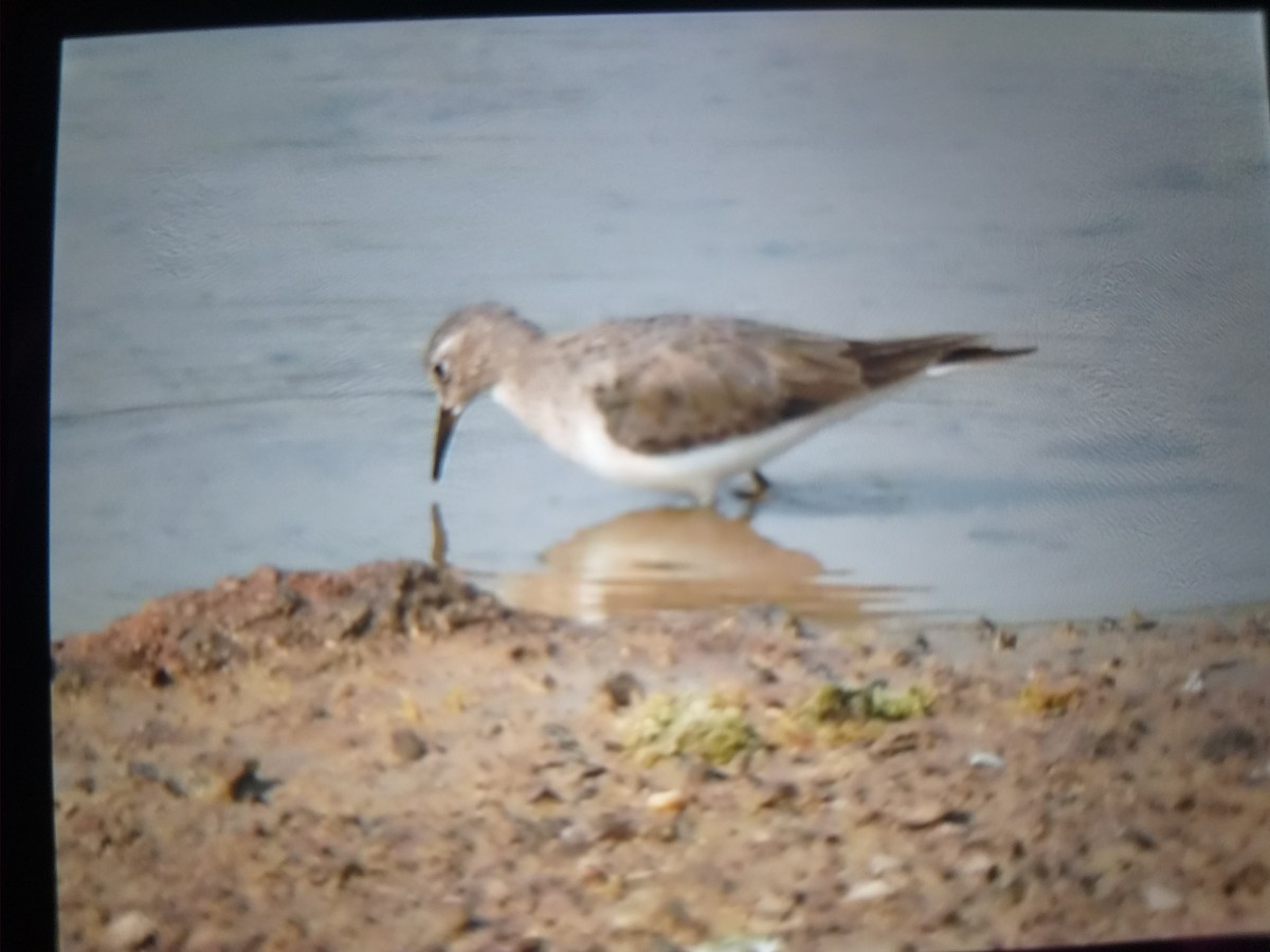 Temminck's Stint - ML387951221