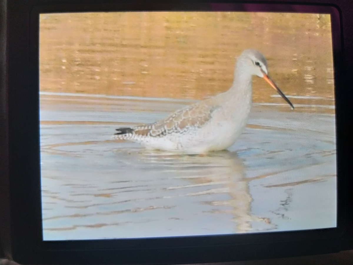 Spotted Redshank - ML387951371