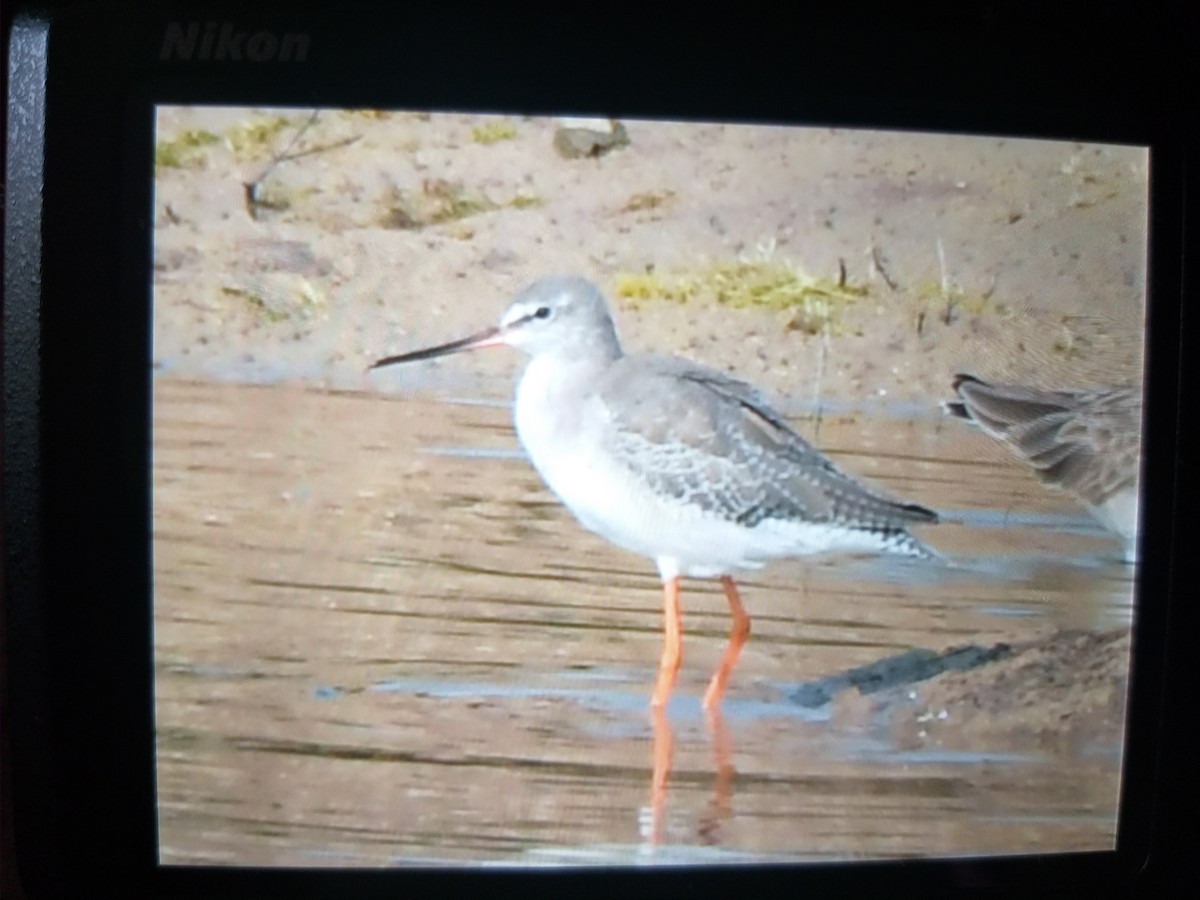 Spotted Redshank - ML387951381