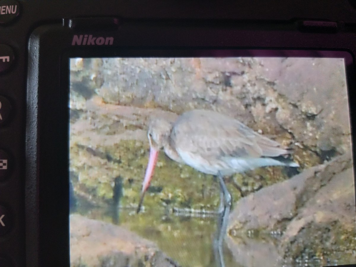 Black-tailed Godwit - ML387951651