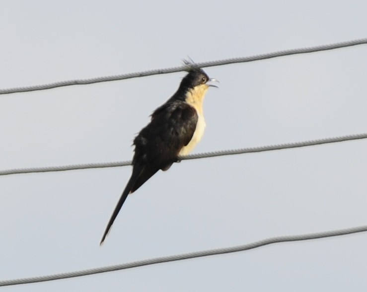 Pied Cuckoo - ML387951791