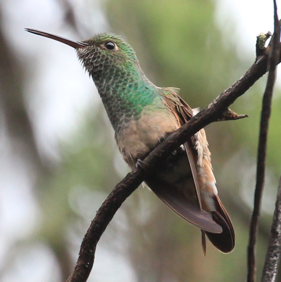 Berylline Hummingbird - Don Coons