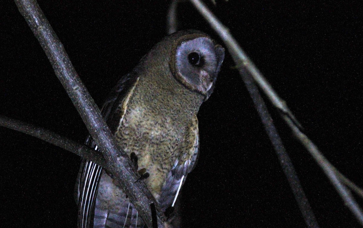 Ashy-faced Owl - ML387951951