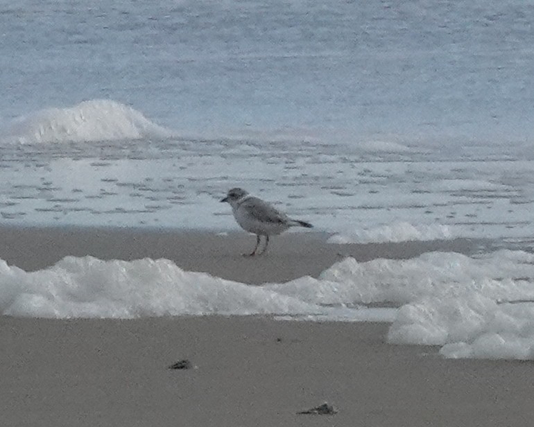 Piping Plover - ML387952961