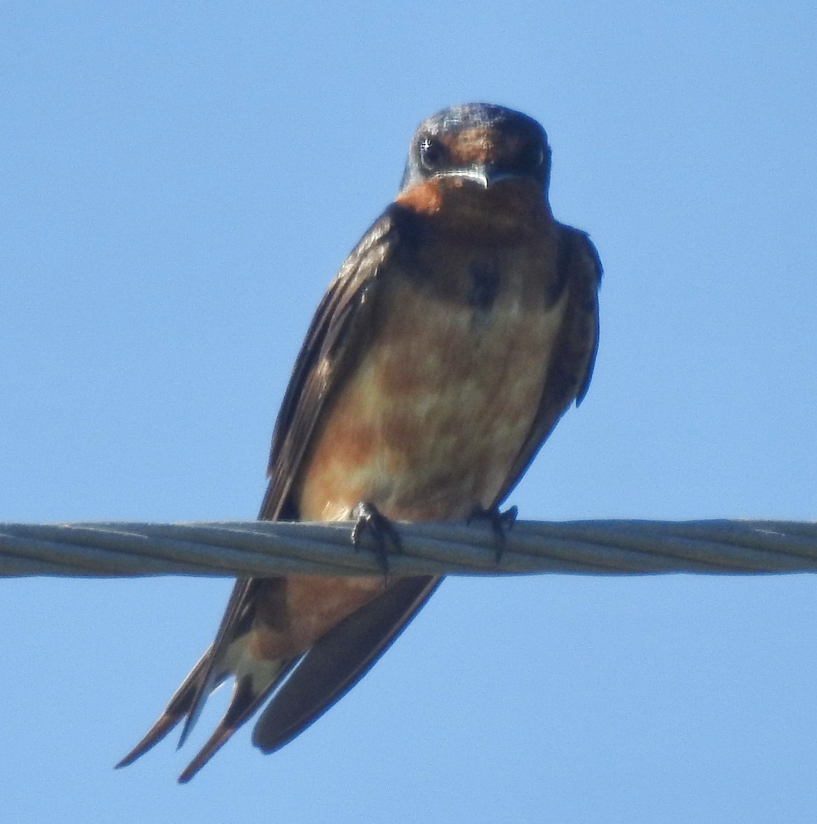 Barn Swallow - ML387953011