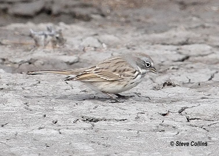 Sagebrush Sparrow - Steve Collins