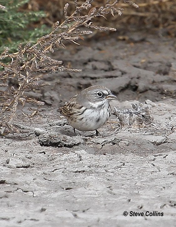 Sagebrush Sparrow - Steve Collins