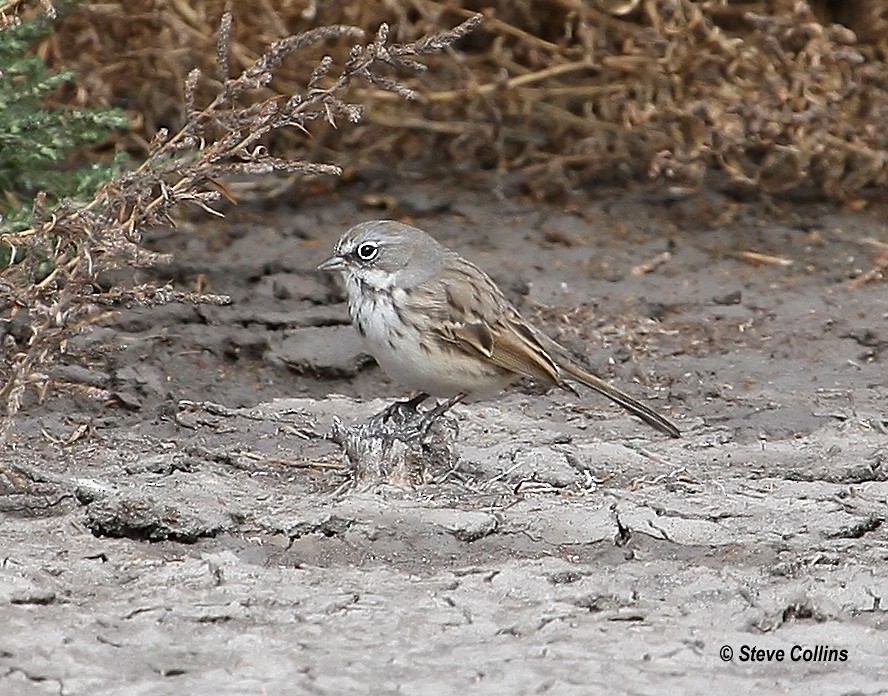 Sagebrush Sparrow - Steve Collins