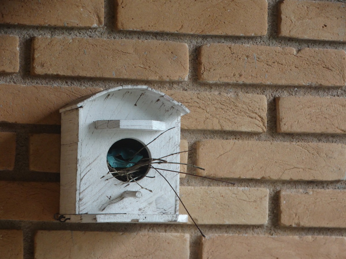 Southern House Wren - ML387955621