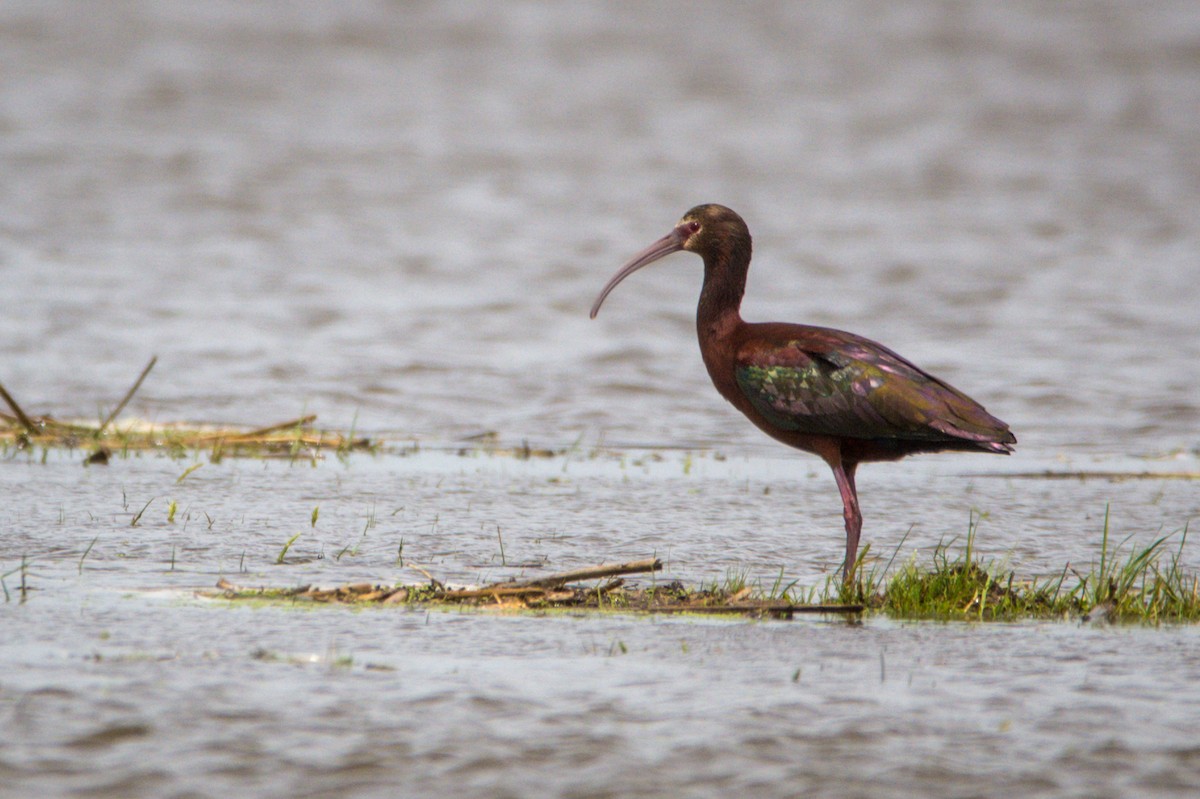 White-faced Ibis - ML387956501