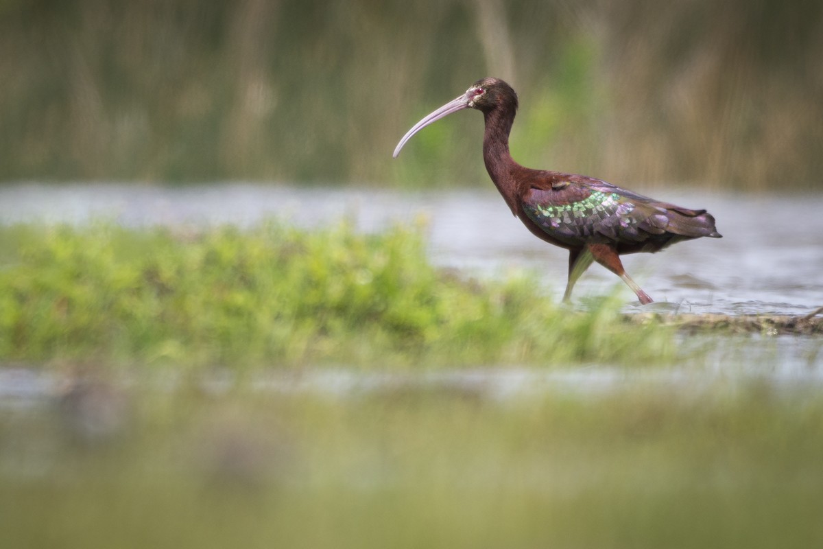 White-faced Ibis - ML387956511