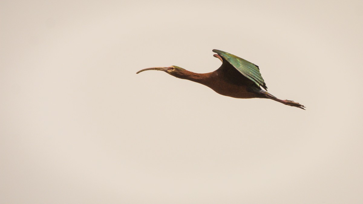 White-faced Ibis - ADRIAN GRILLI