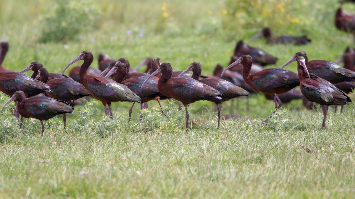 White-faced Ibis - ADRIAN GRILLI