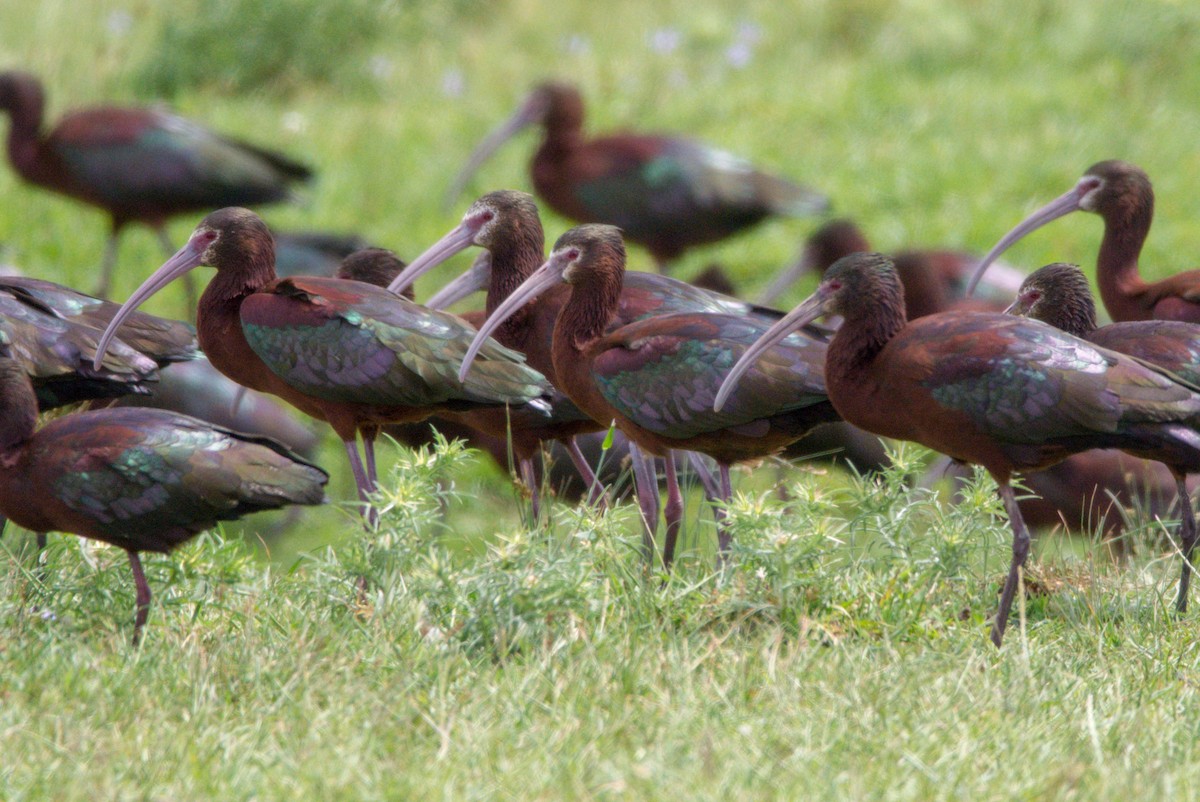 White-faced Ibis - ADRIAN GRILLI