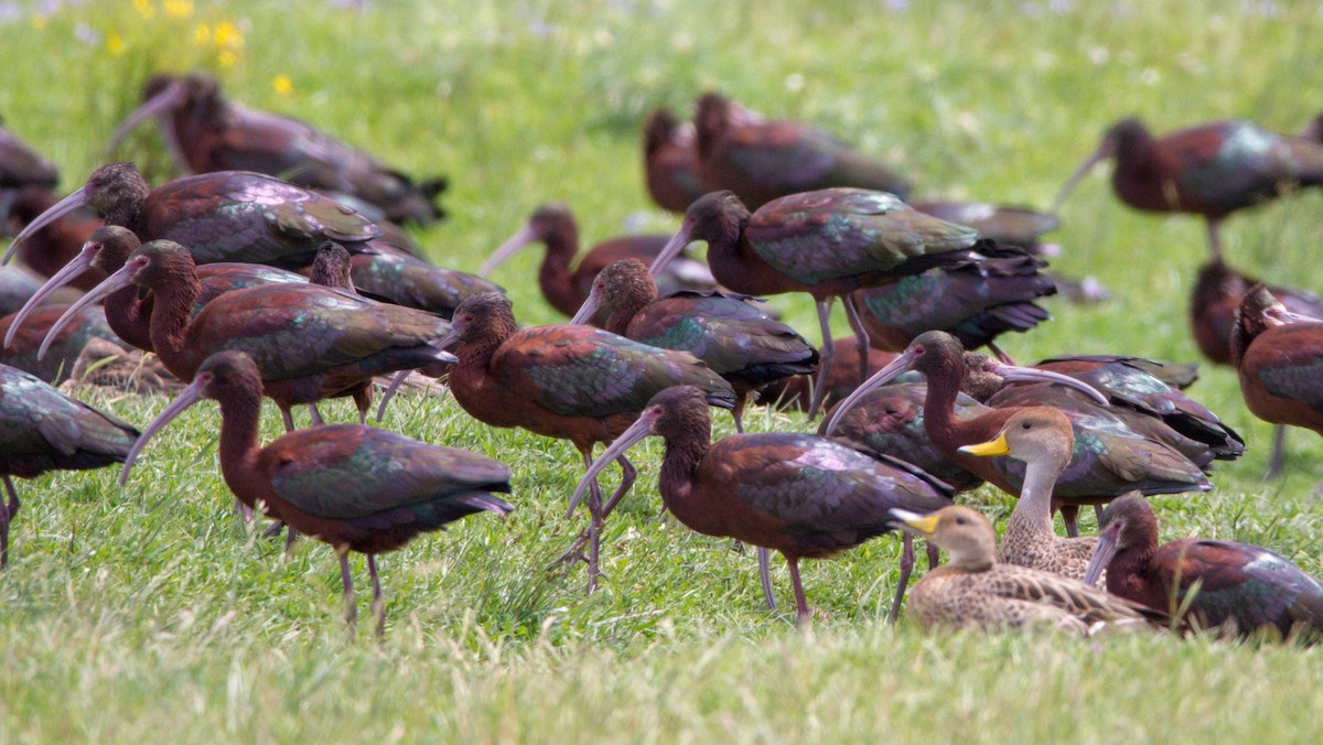 White-faced Ibis - ML387956591