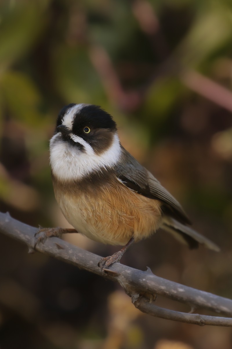 Black-browed Tit (Burmese) - ML387957771