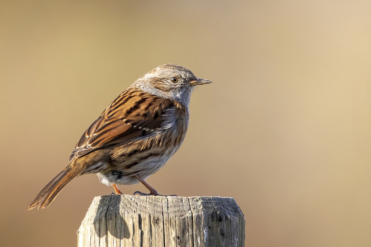 Dunnock - ML387960331