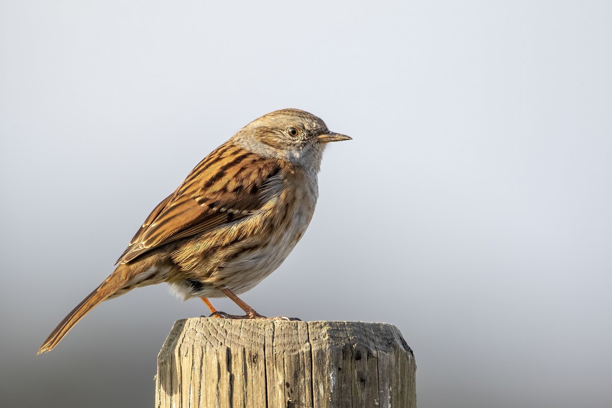 Dunnock - ML387960351
