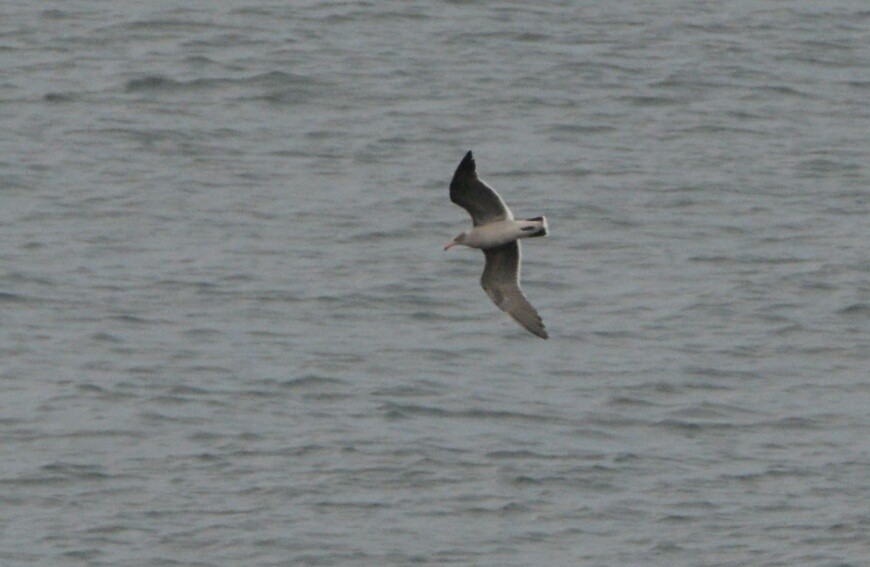 Heermann's Gull - Christopher Clark