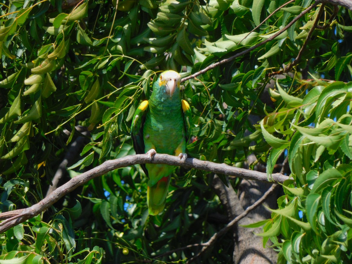 Yellow-shouldered Parrot - Francisco Contreras @francontreras.80