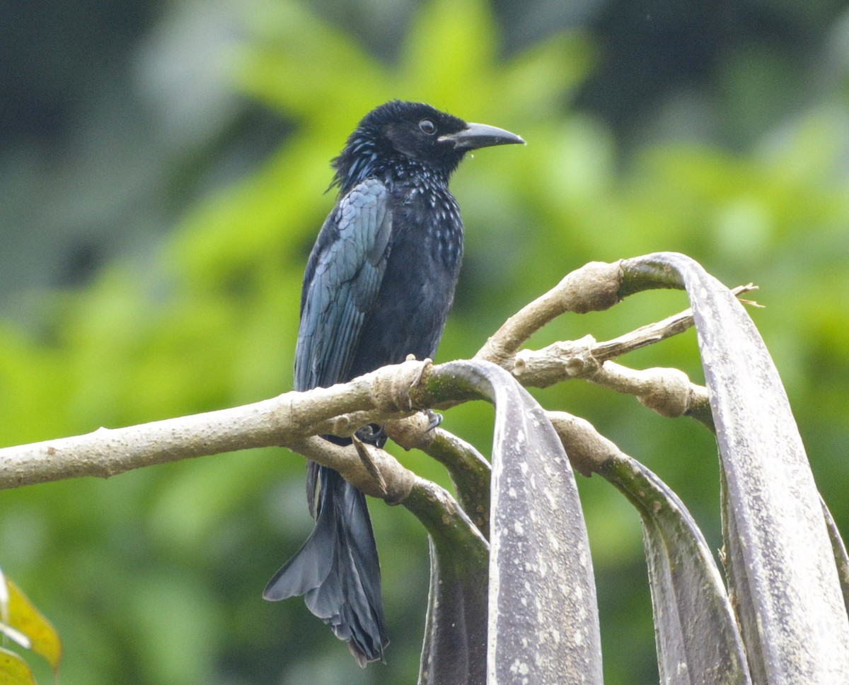 Hair-crested Drongo - ML387960941