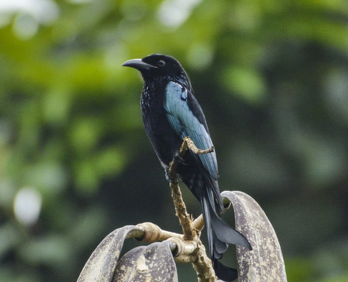 Hair-crested Drongo - ML387960951