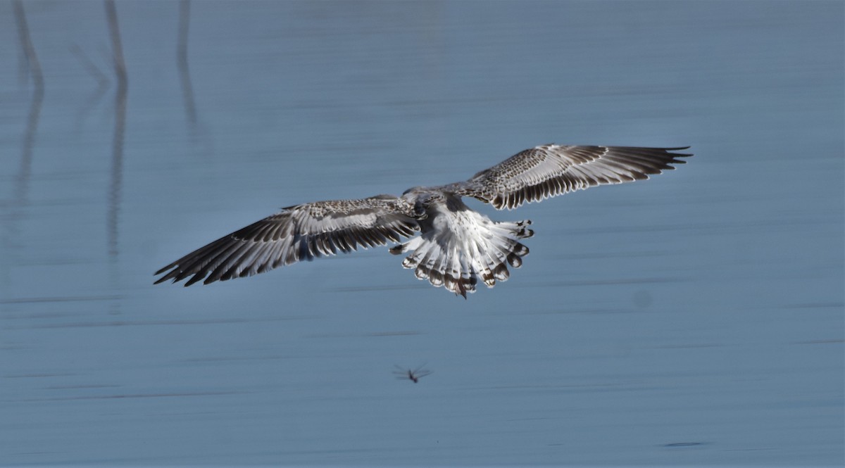 Ring-billed Gull - ML387961201