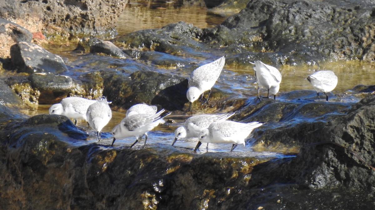 Sanderling - ML387962111