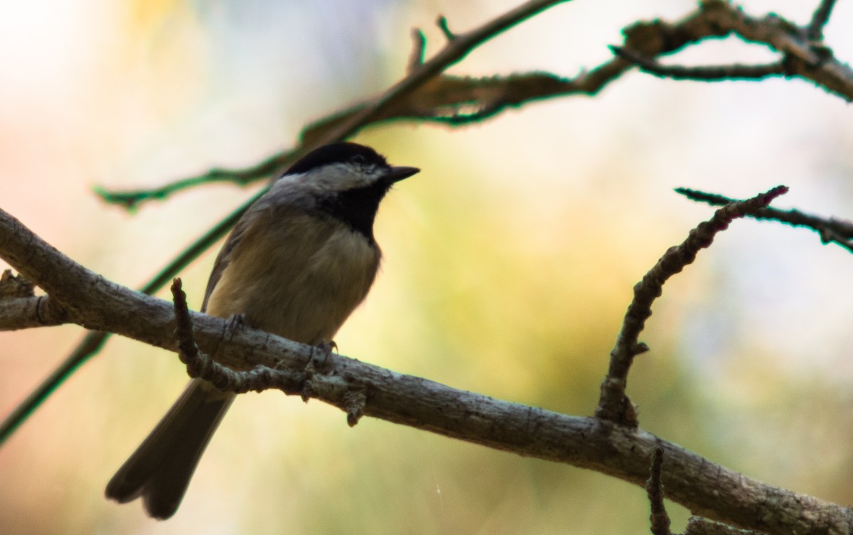 Carolina Chickadee - ML38796381