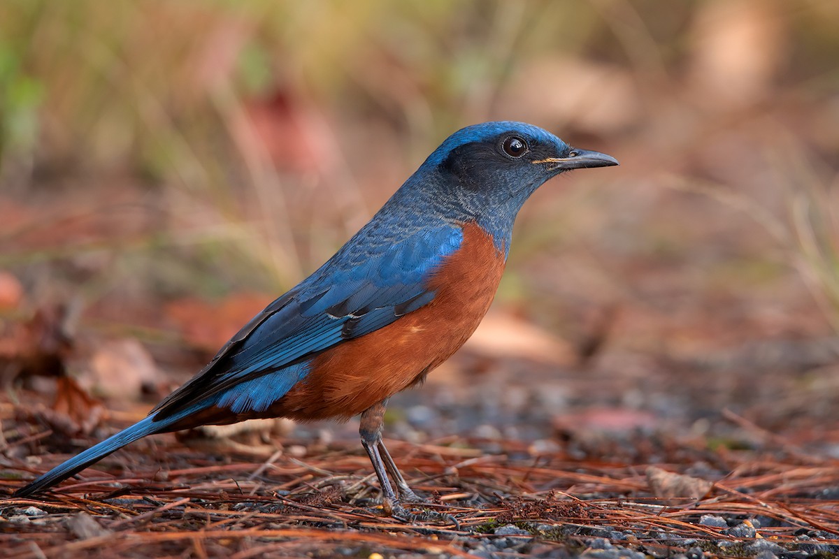 Chestnut-bellied Rock-Thrush - Ayuwat Jearwattanakanok