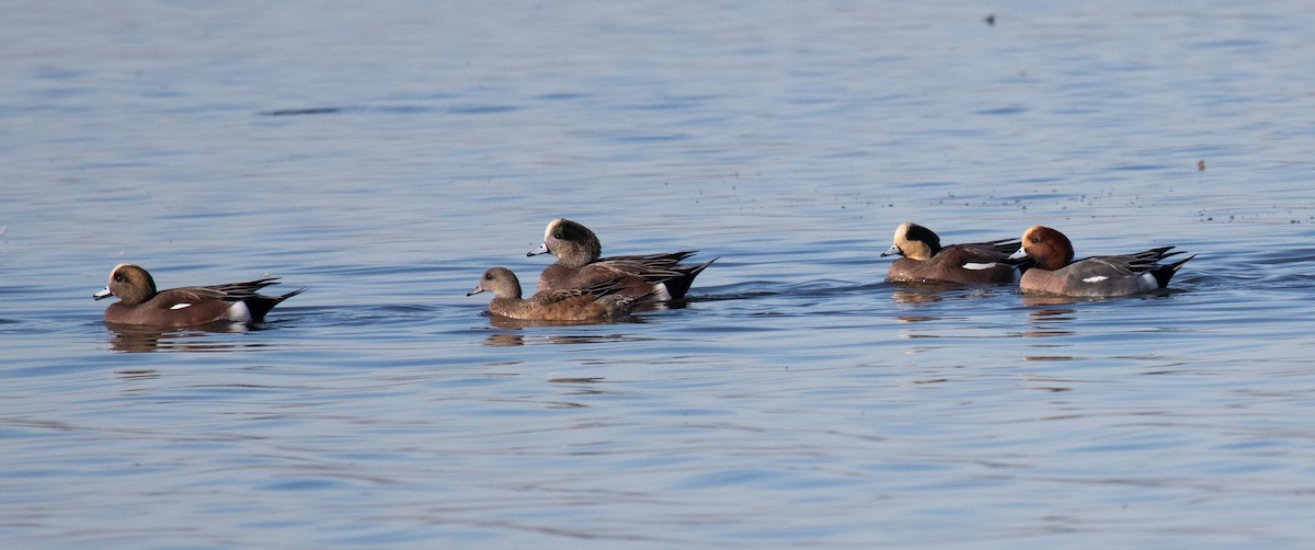 American Wigeon - ML387965221