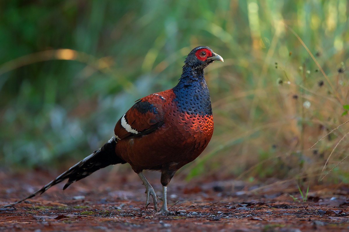 Mrs. Hume's Pheasant - Ayuwat Jearwattanakanok