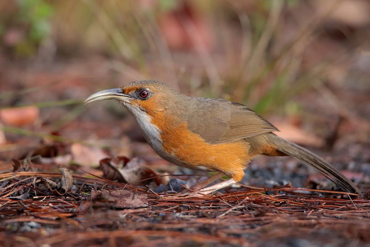 Rusty-cheeked Scimitar-Babbler - ML387965591