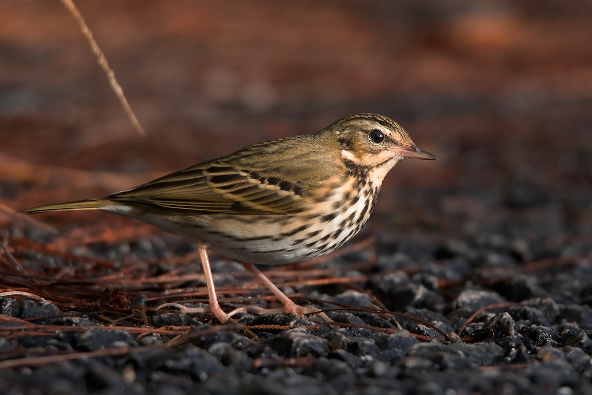 Olive-backed Pipit - Ayuwat Jearwattanakanok