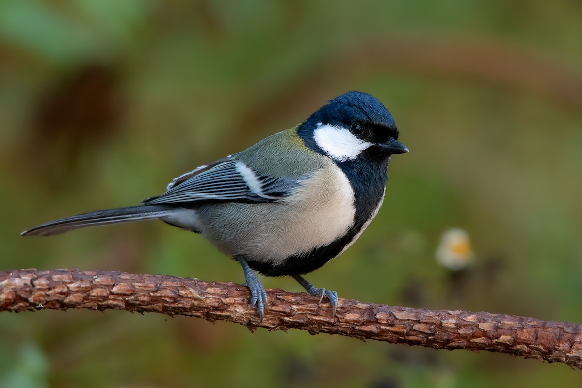 Japanese Tit (Japanese) - ML387967001