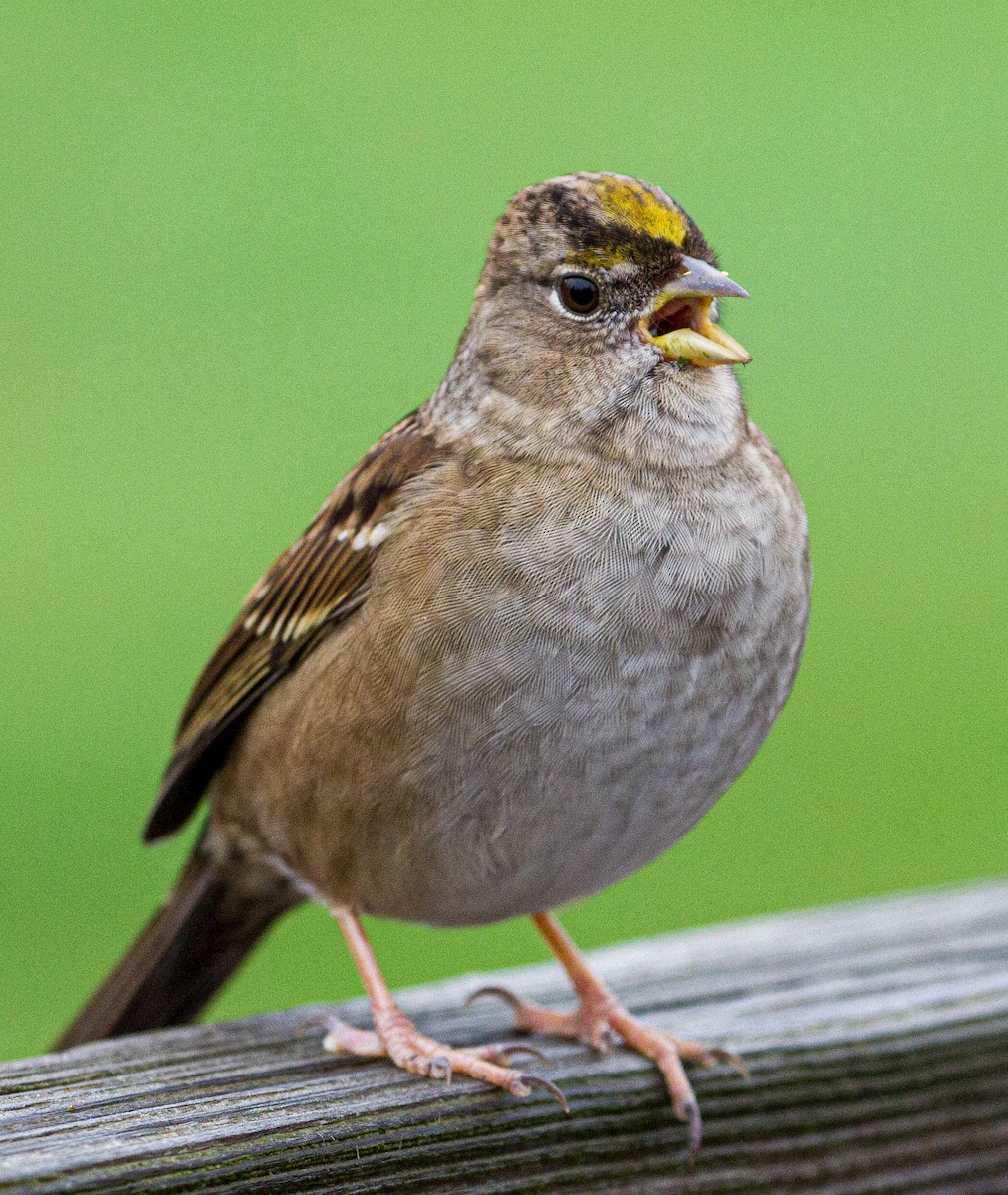 Golden-crowned Sparrow - ML387970171