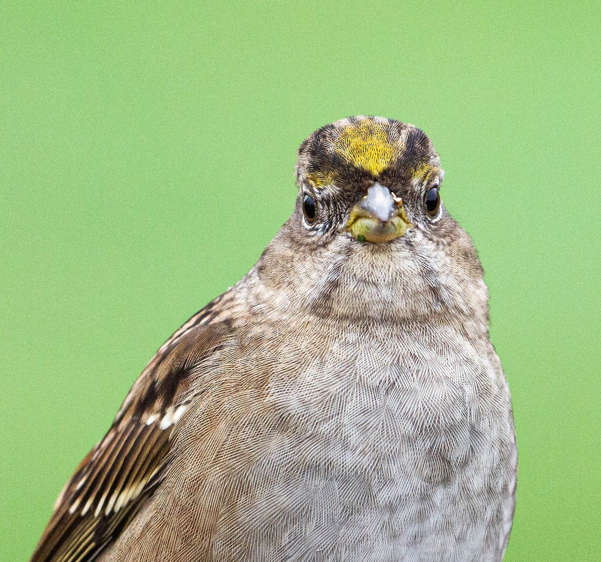 Golden-crowned Sparrow - ML387970201