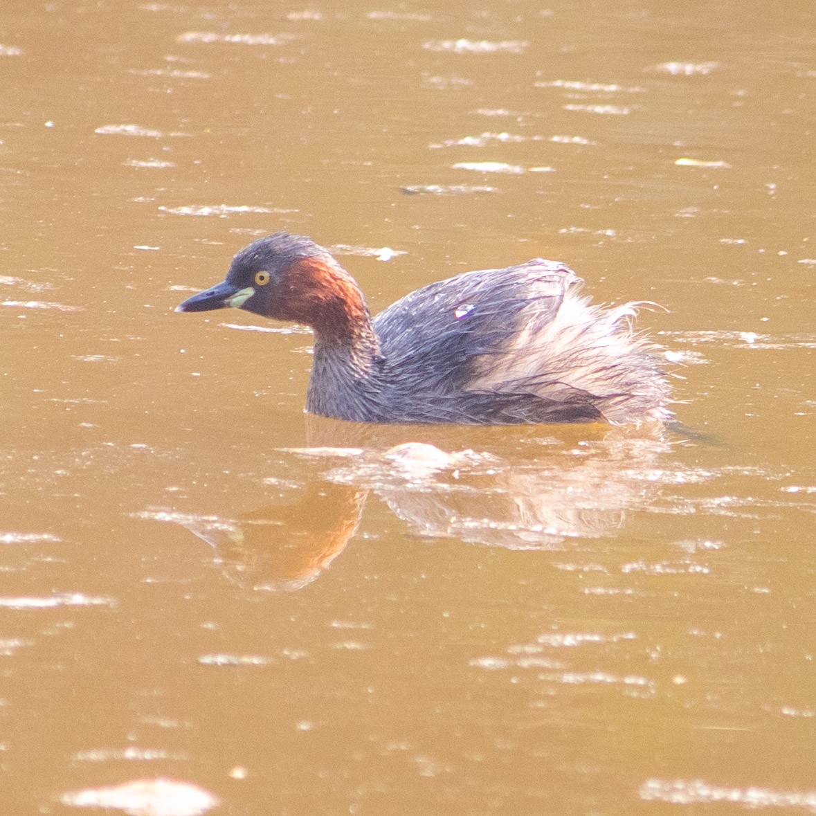 Little Grebe - Bhavik Dutt