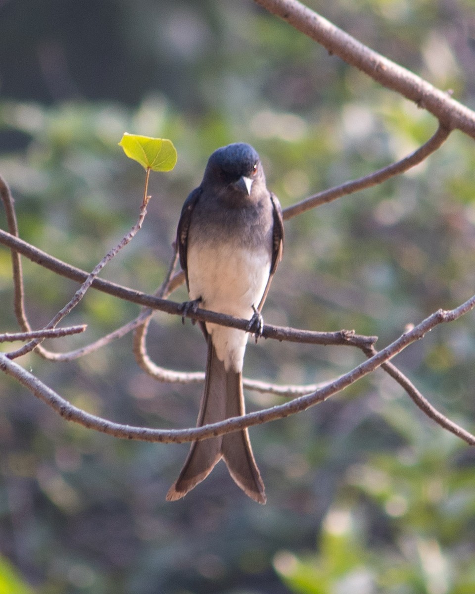 White-bellied Drongo - ML387971891