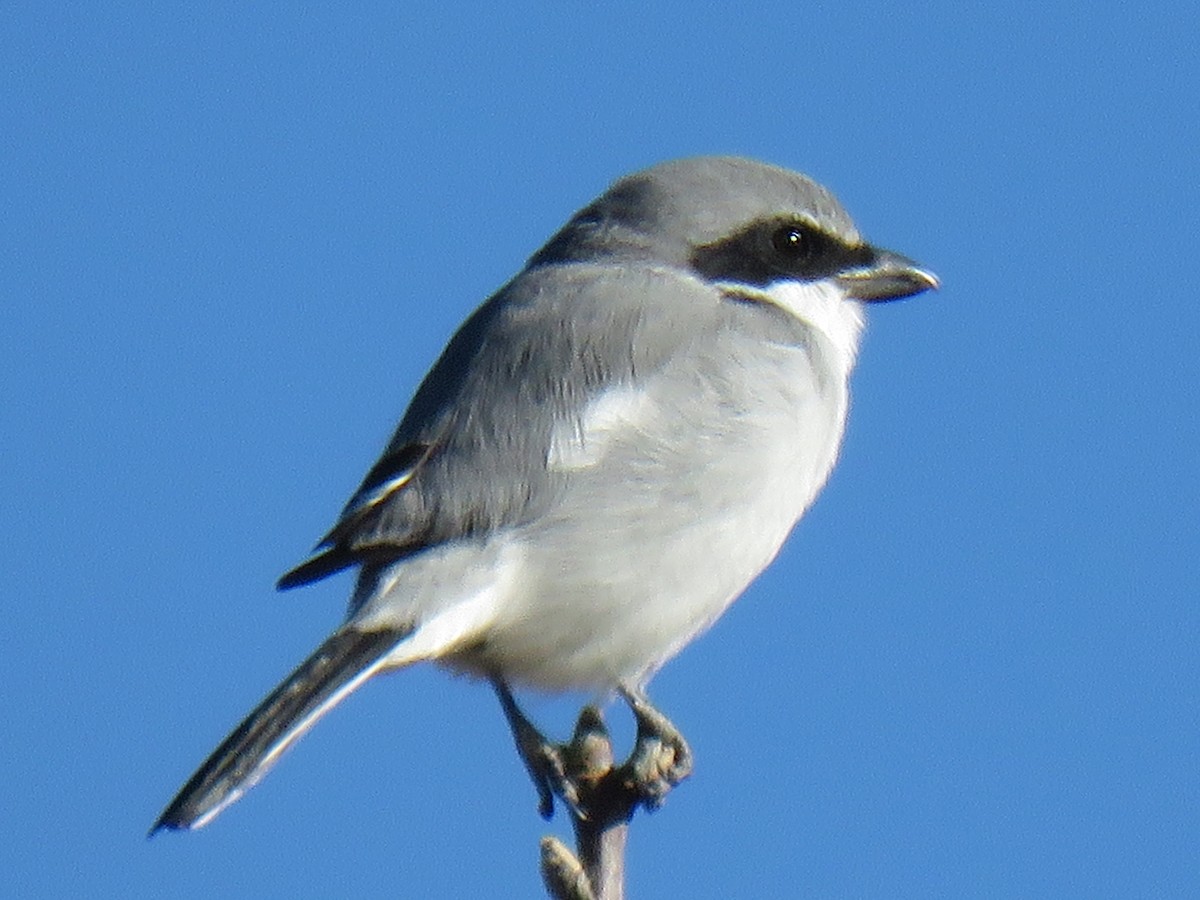 Loggerhead Shrike - ML387973131